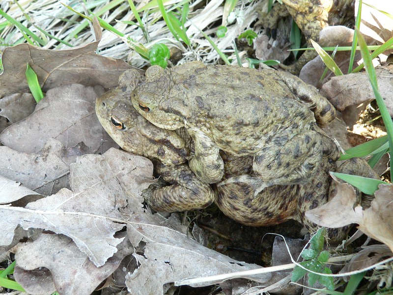 Strážovské vrchy