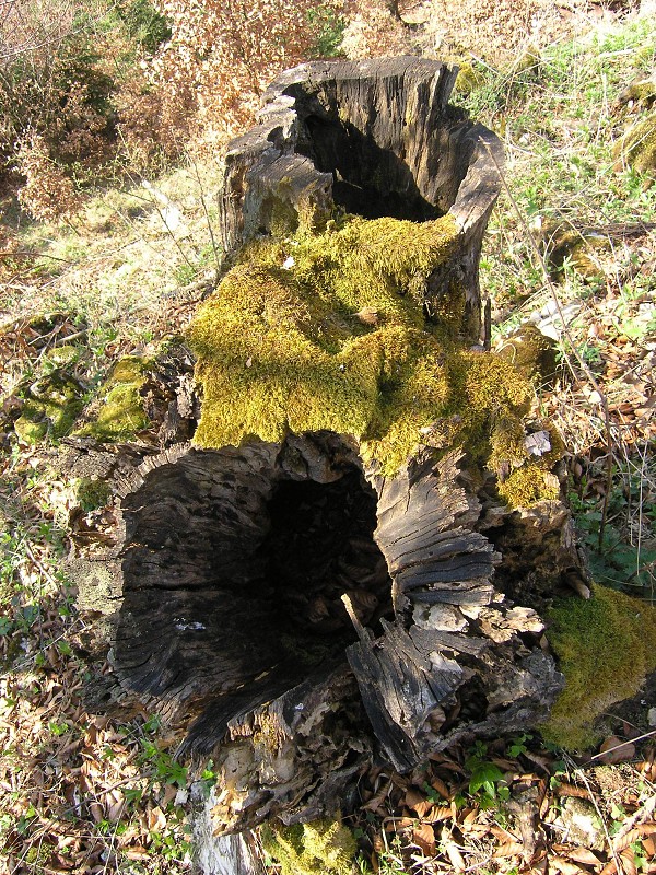 Strážovské vrchy