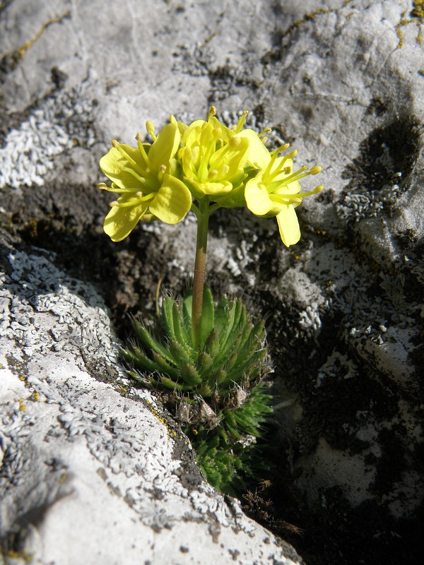 Strážovské vrchy